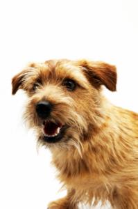 Norfolk Terrier Pregnancy Week by Week Images and Calendar - Norfolk Terrier Puppies for Sale and Adoption Near Me