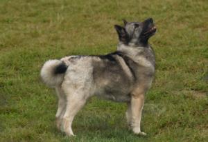 Norwegian Buhund Pregnancy Week by Week Images and Calendar - Norwegian Buhund Puppies for Sale and Adoption Near Me