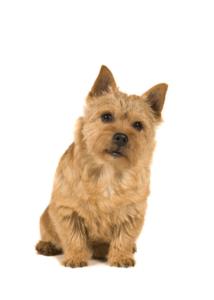 Norwich Terrier Pregnancy Week by Week Images and Calendar - Norwich Terrier Puppies for Sale and Adoption Near Me