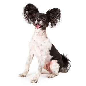 Papillon Pregnancy Week by Week Images and Calendar - Papillon Puppies for Sale and Adoption Near Me