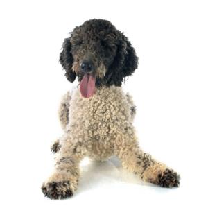 Portuguese Water Dog Pregnancy Week by Week Images and Calendar - Portuguese Water Dog Puppies for Sale and Adoption Near Me