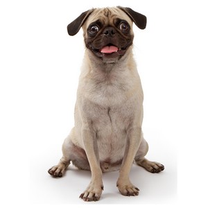 Pug Pregnancy Week by Week Images and Calendar - Pug Puppies for Sale and Adoption Near Me
