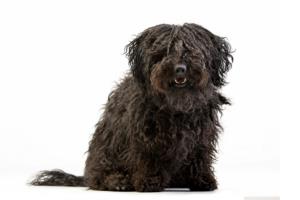 Puli Pregnancy Week by Week Images and Calendar - Puli Puppies for Sale and Adoption Near Me