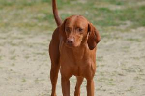 Redbone Coonhound Pregnancy Week by Week Images and Calendar - Redbone Coonhound Puppies for Sale and Adoption Near Me