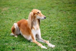 Saluki Pregnancy Week by Week Images and Calendar - Saluki Puppies for Sale and Adoption Near Me
