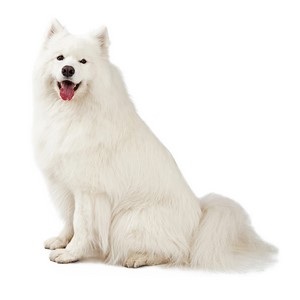 Samoyed Pregnancy Week by Week Images and Calendar - Samoyed Puppies for Sale and Adoption Near Me