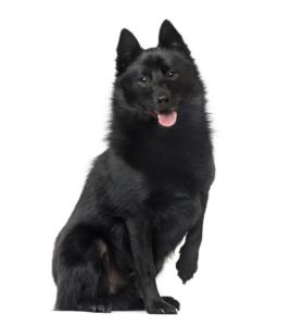 Schipperke Pregnancy Week by Week Images and Calendar - Schipperke Puppies for Sale and Adoption Near Me