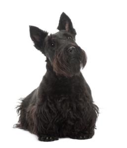 Scottish Terrier Pregnancy Week by Week Images and Calendar - Scottish Terrier Puppies for Sale and Adoption Near Me