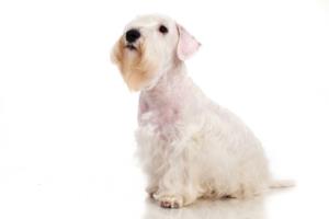 Sealyham Terrier Pregnancy Week by Week Images and Calendar - Sealyham Terrier Puppies for Sale and Adoption Near Me