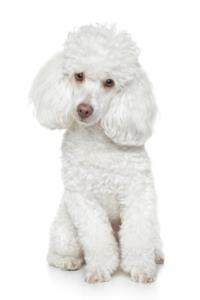 Toy Poodle Pregnancy Week by Week Images and Calendar - Toy Poodle Puppies for Sale and Adoption Near Me