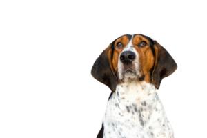 Treeing Walker Coonhound Pregnancy Week by Week Images and Calendar - Treeing Walker Coonhound Puppies for Sale and Adoption Near Me
