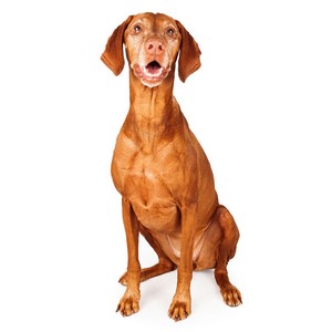 Vizsla Pregnancy Week by Week Images and Calendar - Vizsla Puppies for Sale and Adoption Near Me