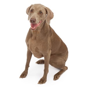 Weimaraner Pregnancy Week by Week Images and Calendar - Weimaraner Puppies for Sale and Adoption Near Me