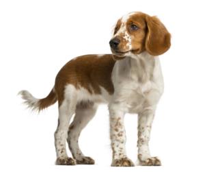 Welsh Springer Spaniel Pregnancy Week by Week Images and Calendar - Welsh Springer Spaniel Puppies for Sale and Adoption Near Me