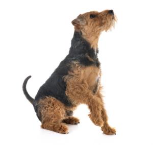 Welsh Terrier Pregnancy Week by Week Images and Calendar - Welsh Terrier Puppies for Sale and Adoption Near Me