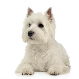 West Highland White Terrier Pregnancy Week by Week Images and Calendar - West Highland White Terrier Puppies for Sale and Adoption Near Me