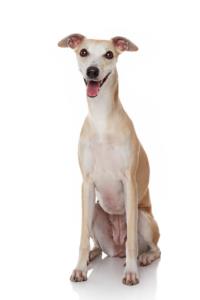 Whippet Pregnancy Week by Week Images and Calendar - Whippet Puppies for Sale and Adoption Near Me