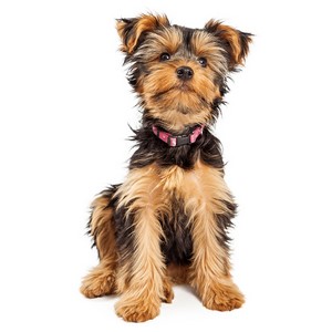 Yorkshire Terrier Pregnancy Week by Week Images and Calendar - Yorkshire Terrier Puppies for Sale and Adoption Near Me